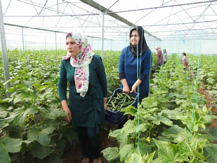 Seracı Kadınlar Günlük 500 Kilo Ürün Alıyor