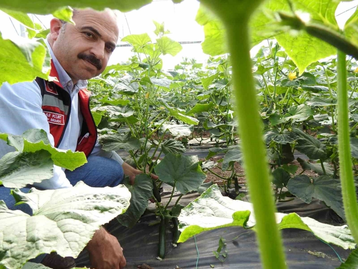 Seracı Kadınlar Günlük 500 Kilo Ürün Alıyor