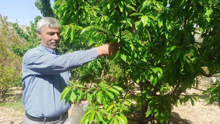 Zirai Donun Zarara Yol Açtığı Malatya’da Kiraz Yaprağı Ümit Oldu