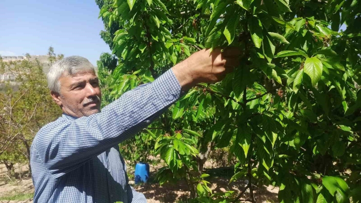 Zirai Donun Zarara Yol Açtığı Malatya’da Kiraz Yaprağı Ümit Oldu
