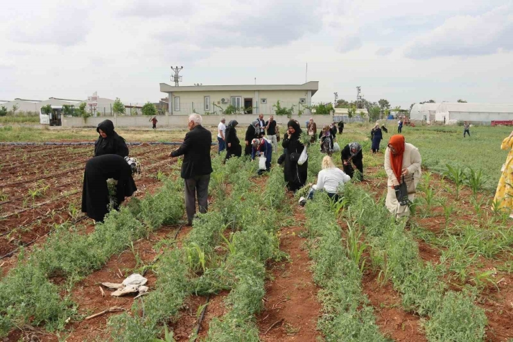 Şanlıurfa’da Emekli Kadınlara "süs Bitkisi Yetiştiriciliği Eğitimi"