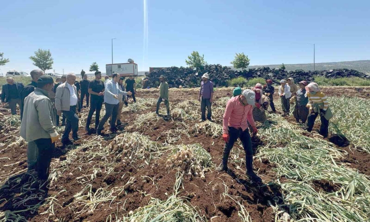 14 Mayıs Dünya Çiftçiler Günü Sarımsak Tarlasında Kutlandı