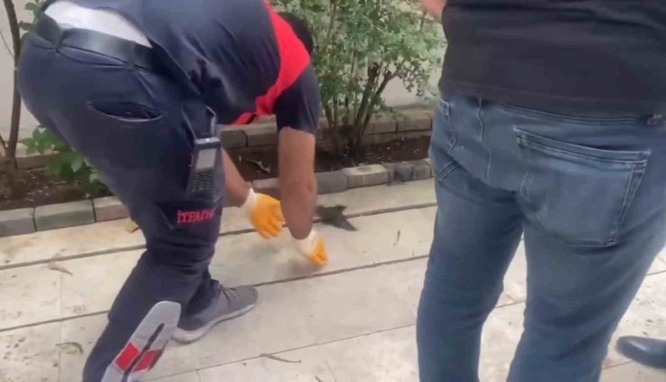 Şanlıurfa’da Demir Boruya Sıkışan Kırlangıç Kurtarıldı