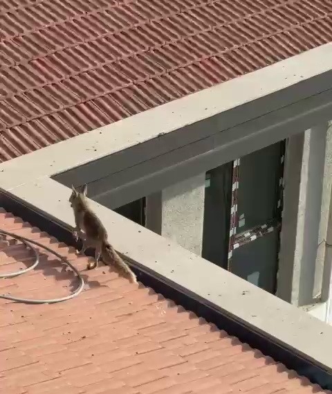 Çatıya Çıkan Tilki Ekipleri Harekete Geçirdi