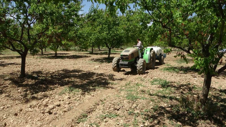Malatya’da Yeniden Yeşeren Kayısı Ağaçları Çiftçileri Umutlandırdı
