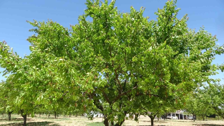 Malatya’da Yeniden Yeşeren Kayısı Ağaçları Çiftçileri Umutlandırdı