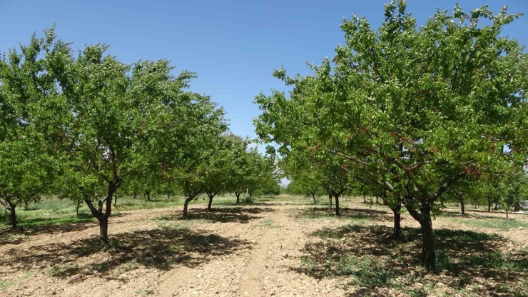 Malatya’da Yeniden Yeşeren Kayısı Ağaçları Çiftçileri Umutlandırdı