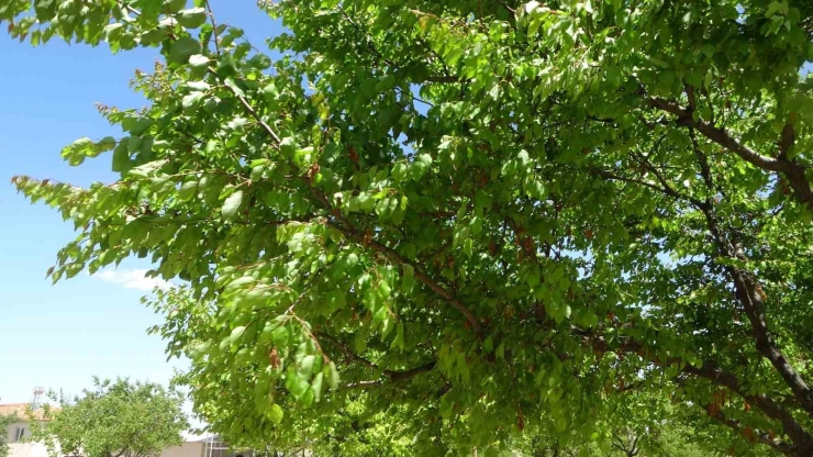 Malatya’da Yeniden Yeşeren Kayısı Ağaçları Çiftçileri Umutlandırdı