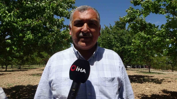 Malatya’da Yeniden Yeşeren Kayısı Ağaçları Çiftçileri Umutlandırdı