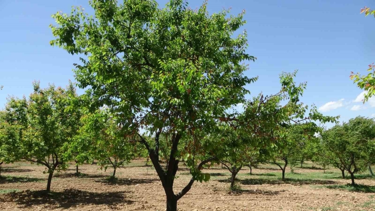 Malatya’da Yeniden Yeşeren Kayısı Ağaçları Çiftçileri Umutlandırdı