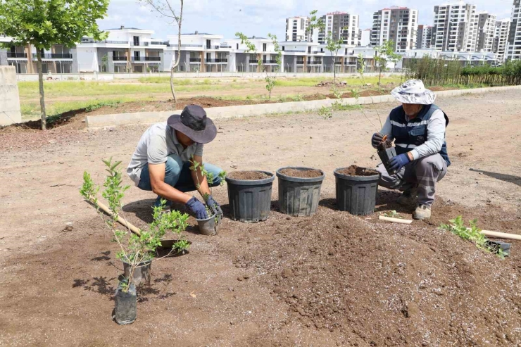 Diyarbakır’da Yaban Mersini Ve Aronya Üretimi İçin Çalışma Başlatıldı