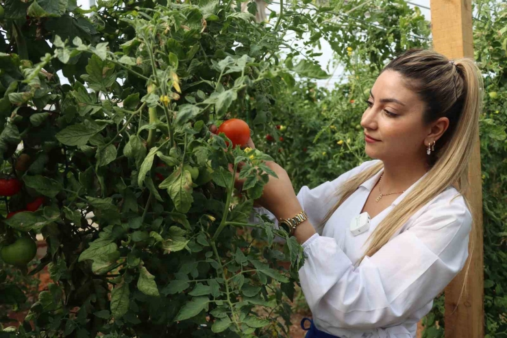 Şanlıurfa’da Sebzeler Hem Sofraya Hem De Ekonomiye Katkı Sağlıyor