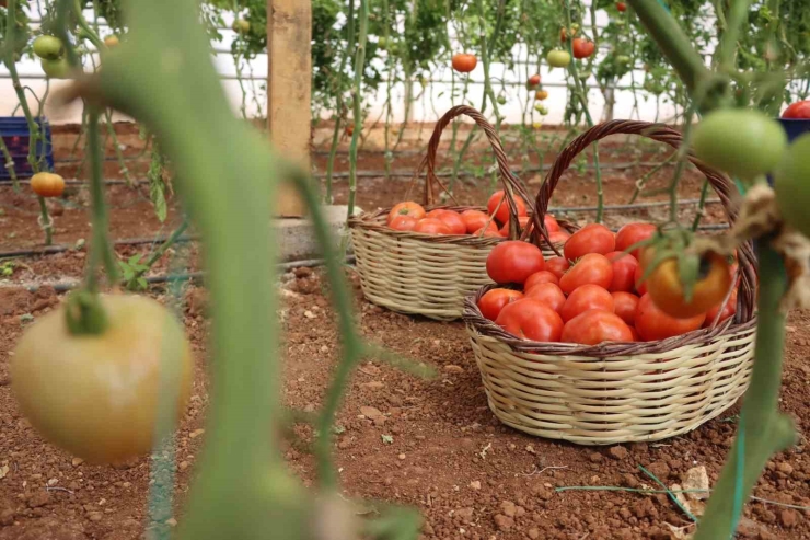 Şanlıurfa’da Sebzeler Hem Sofraya Hem De Ekonomiye Katkı Sağlıyor