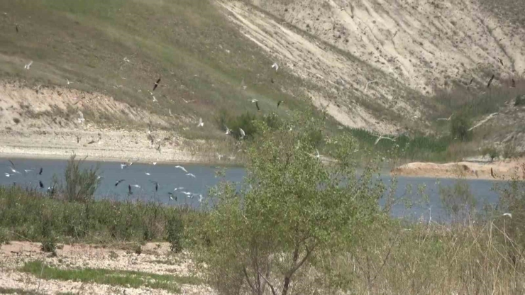 Adıyaman’daki Martı Adası’nda Kuluçka Dönemi Yaşanıyor