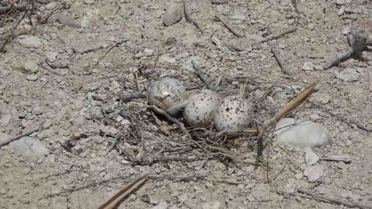 Adıyaman’daki Martı Adası’nda Kuluçka Dönemi Yaşanıyor