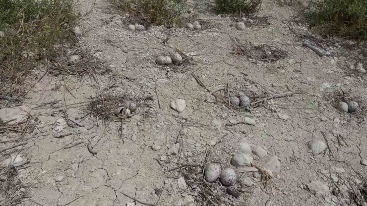 Adıyaman’daki Martı Adası’nda Kuluçka Dönemi Yaşanıyor