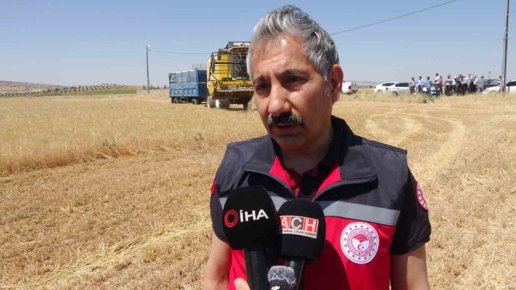 Adıyaman’da Hububat Hasadı Arpa İle Başladı