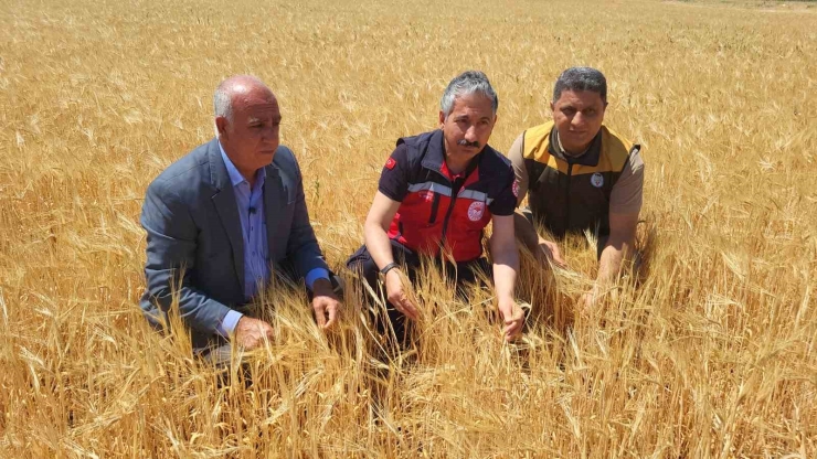 Adıyaman’da Hububat Hasadı Arpa İle Başladı
