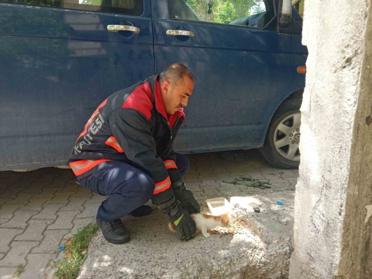 Malatya’da Metruk Evin Penceresine Sıkışan Kedi İtfaiye Tarafından Kurtarıldı