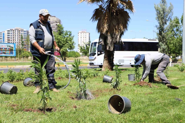 Mahabad Bulvarında Peyzaj Çalışmaları Devam Ediyor