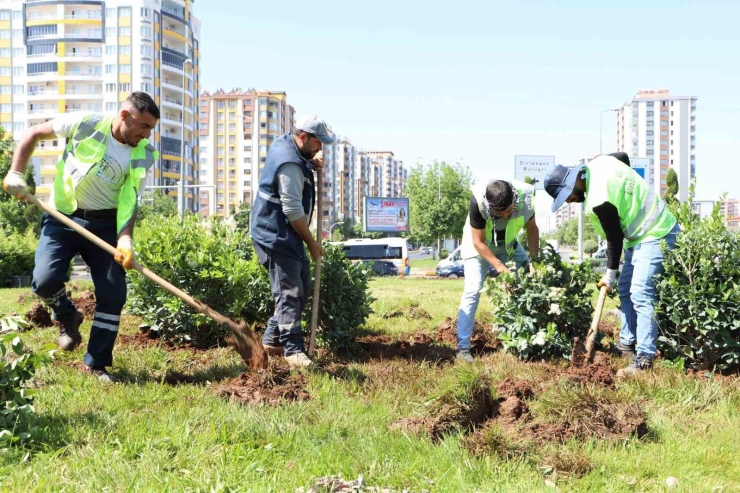 Mahabad Bulvarında Peyzaj Çalışmaları Devam Ediyor