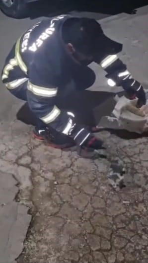 Şanlıurfa´da Havalandırma Boşluğuna Düşen 3 Yavru Kedi Kurtarıldı