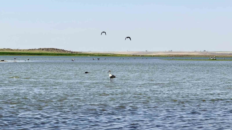 280 Türden Fazla Kuşa Ev Sahipliği Yapan Diyarbakır’da Uzun Yıllar Sonra Flamingo Görüldü