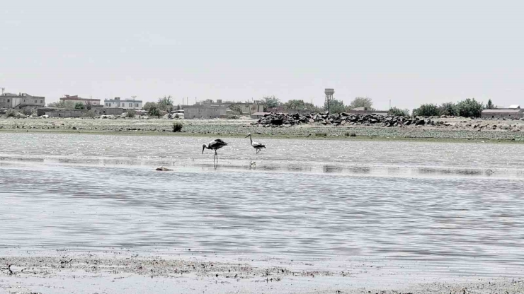 280 Türden Fazla Kuşa Ev Sahipliği Yapan Diyarbakır’da Uzun Yıllar Sonra Flamingo Görüldü