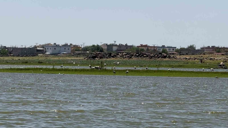 280 Türden Fazla Kuşa Ev Sahipliği Yapan Diyarbakır’da Uzun Yıllar Sonra Flamingo Görüldü