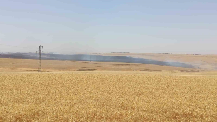 Diyarbakır’da Bin Dönümden Fazla Biçilmemiş Buğday Ve Arpa Yangında Kül Oldu