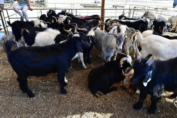 Yeşilyurt Belediyesi 41 Noktada Kurban Satış Ve Kesim Yeri Belirledi
