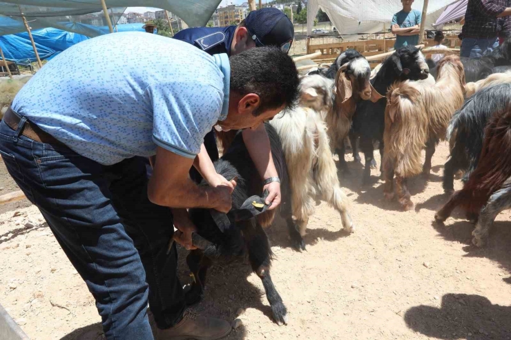 Büyükşehir’den Kurban Denetimi Ve Temizlik Seferberliği