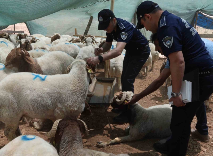 Büyükşehir’den Kurban Denetimi Ve Temizlik Seferberliği