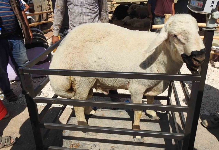 Kurban Bayramı’nın İlk Günü Hayvan Pazarları Dolup Taştı