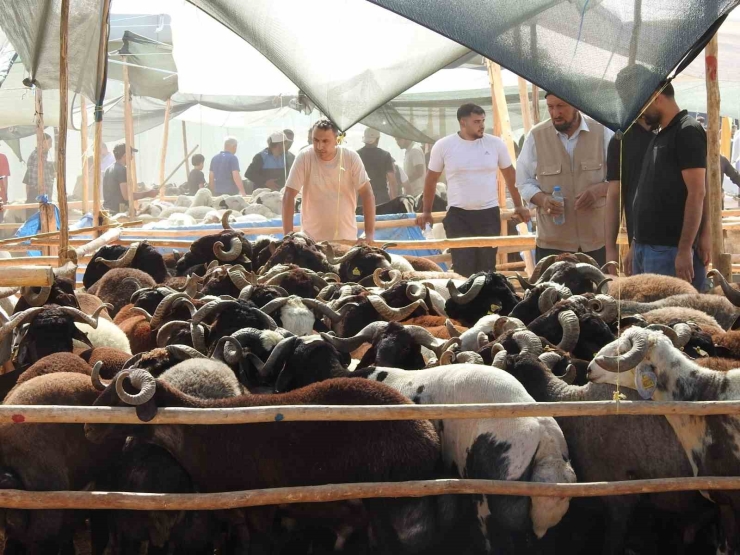 Kurban Bayramı’nın İlk Günü Hayvan Pazarları Dolup Taştı