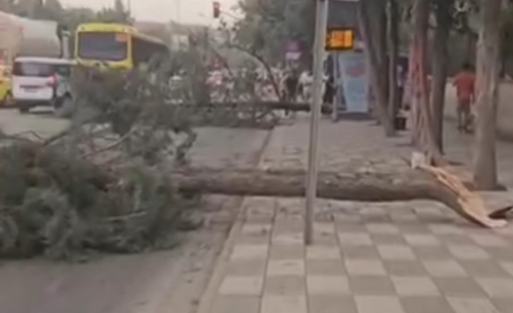 Gaziantep’te Şiddetli Fırtına: Ağaçlar Devrildi, Araçlar Zarar Gördü, Toz Bulutu Etrafı Kapladı