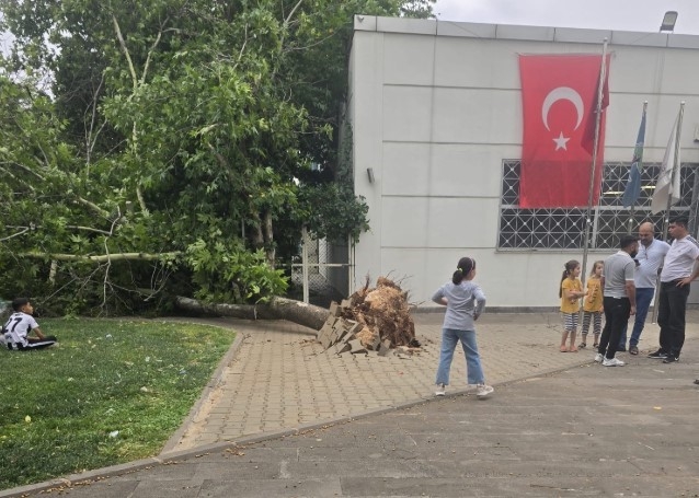 Gaziantep’te Şiddetli Fırtına: Ağaçlar Devrildi, Araçlar Zarar Gördü, Toz Bulutu Etrafı Kapladı