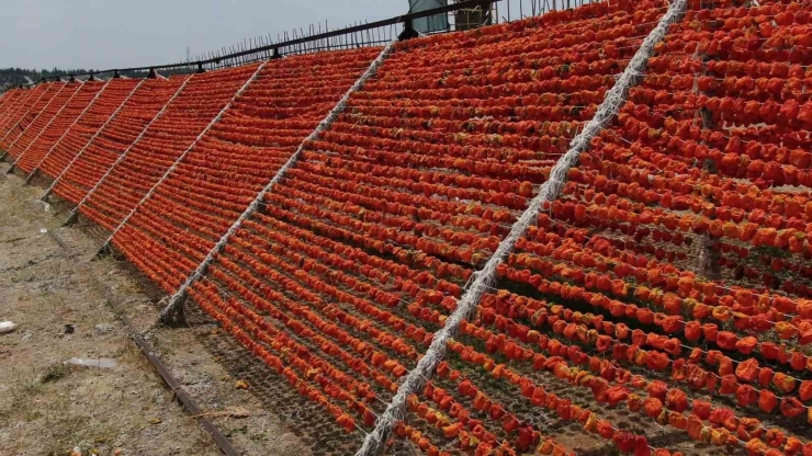 Gaziantep’te Kurutmalık Sezonu Başladı