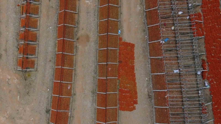Gaziantep’te Kurutmalık Sezonu Başladı