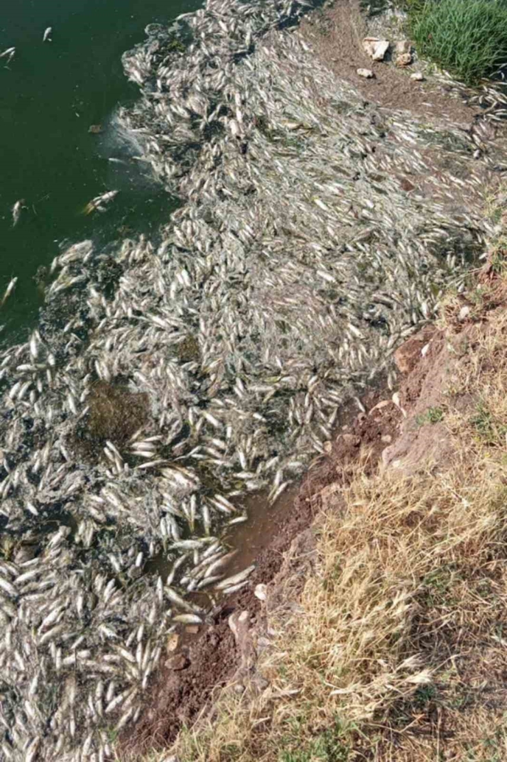 Araban Karasu Çayı’ndaki Balık Ölümleriyle İlgili İnceleme Başlatıldı