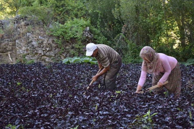 Arapgir, Endemik Bitkiler Ve Aromaterapi Kongresine Ev Sahipliği Yapacak