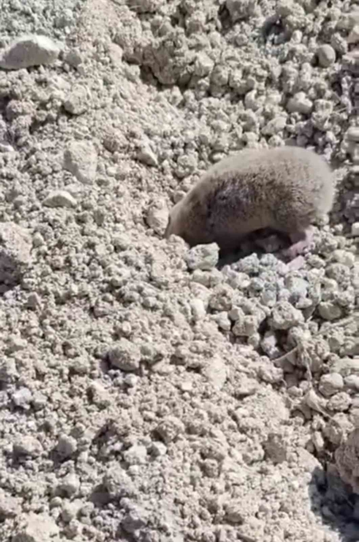 Toprağı Eşeleyip Ortadan Kayboldu