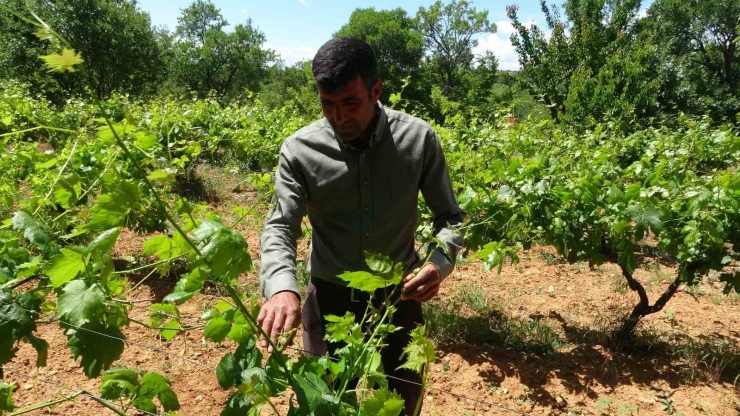 Arapgir’de Bağlardan Üzüm Değil, Yaprak Toplanıyor
