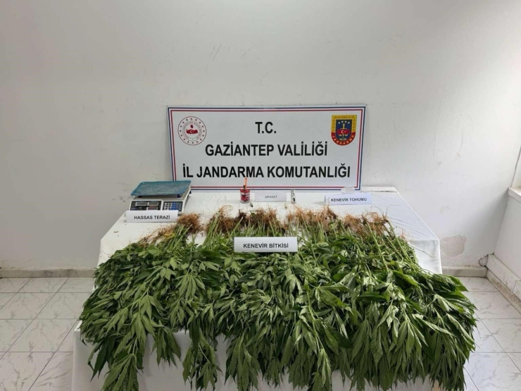 Gaziantep’te 403 Kök Kenevir Ele Geçirildi: 14 Gözaltı