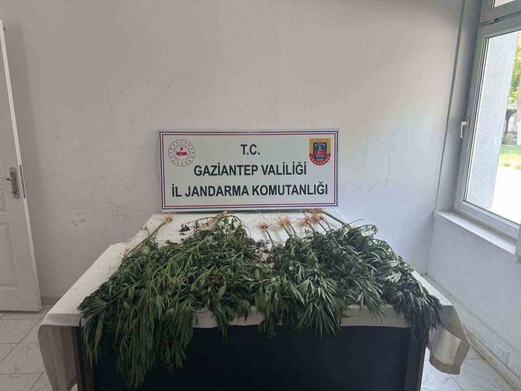 Gaziantep’te 403 Kök Kenevir Ele Geçirildi: 14 Gözaltı