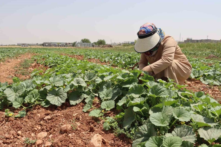Şanlıurfa’da Ata Tohumu Hasadı Gerçekleştirildi