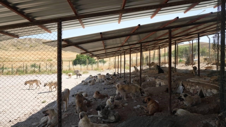 Sokak Hayvanlarına Doğal Yaşam Ve Gölgelik Desteği