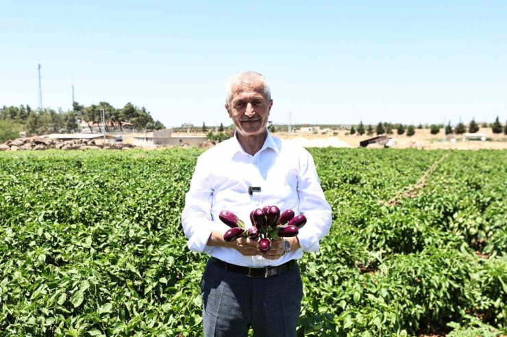 Başkan Tahmazoğlu, Tarlada Patlıcan Ve Biber Hasadına Katıldı