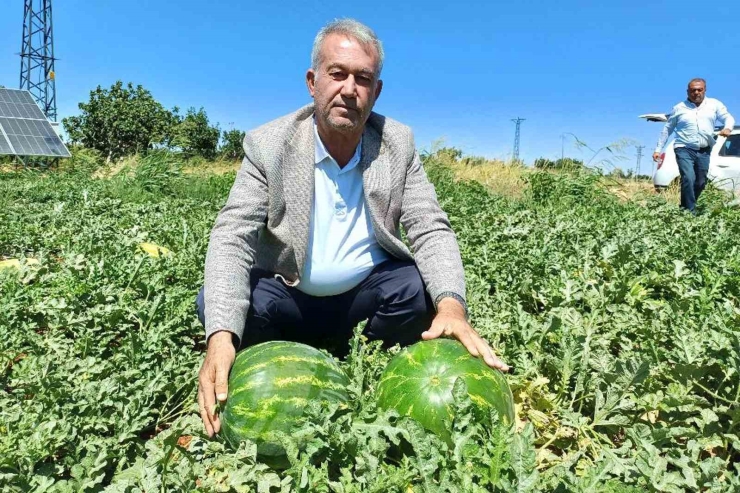 Araban’da Karpuz Hasadı Başladı