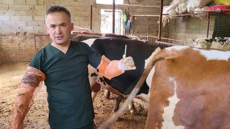 Arı Sütü İneklerde Kısırlığı Tedavi Etti, Şimdi Sıra İnsanlarda